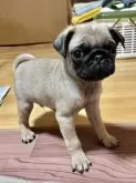 パグ【群馬県・男の子・2024年10月1日・フォーン】の写真6