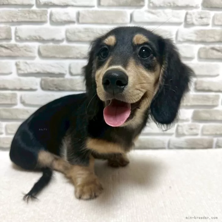 きくえ 様のお迎えした子犬