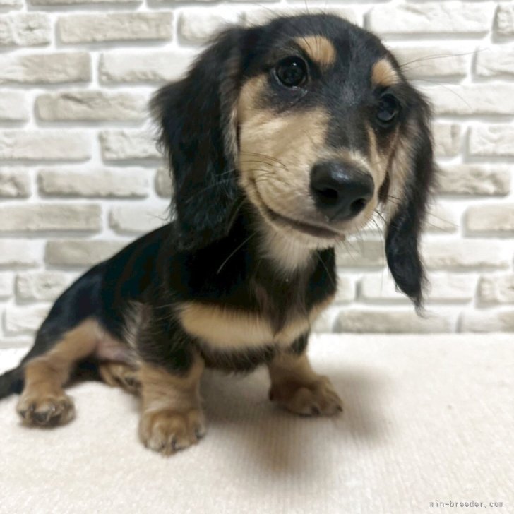 きくえ 様のお迎えした子犬