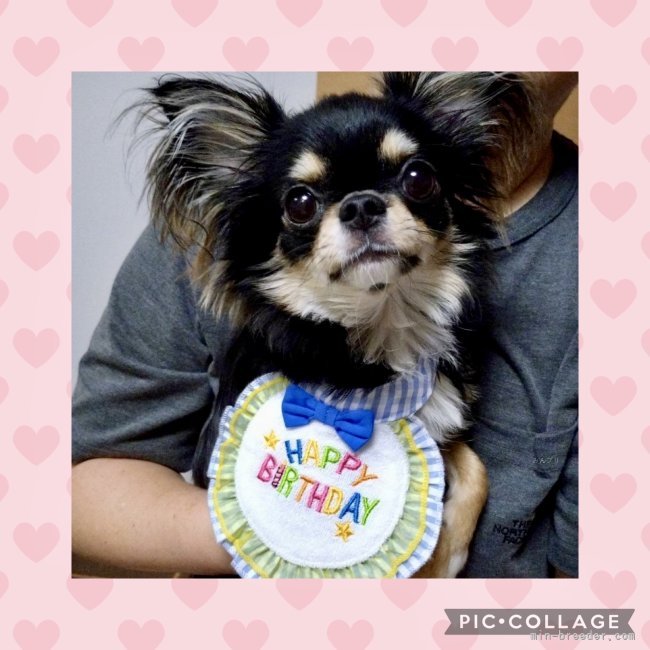 山口昌江ブリーダーのブログ：💖ハッピーバースデー💖