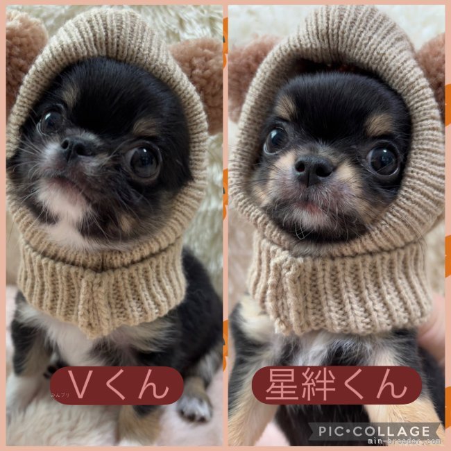山口昌江ブリーダーのブログ：💖あんずbaby💖