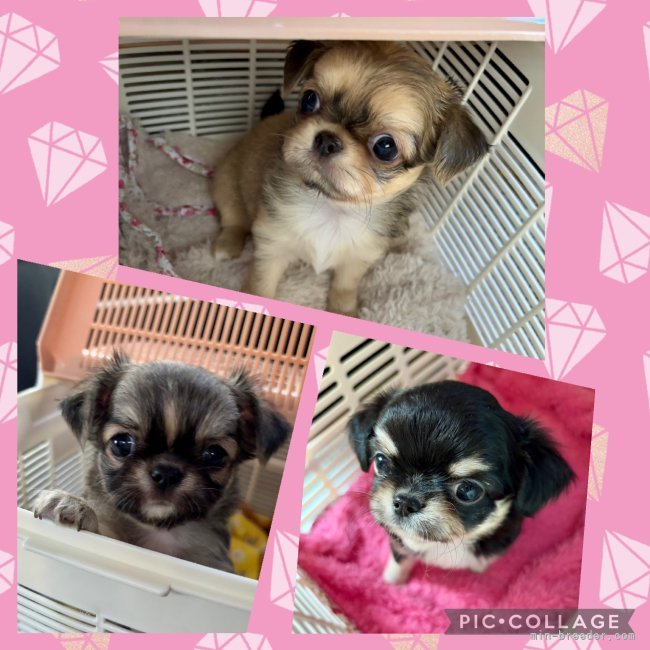山口昌江ブリーダーのブログ：🌸アリスbaby🌸