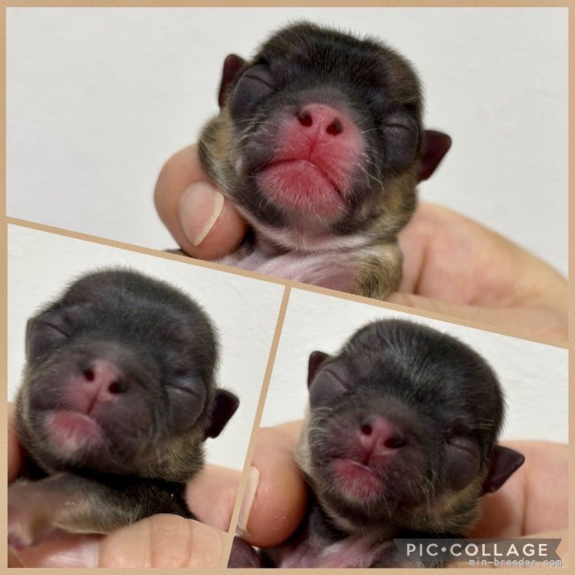山口昌江ブリーダーのブログ：✨🐣産まれました🐣✨