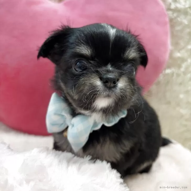 ID：2508-00629の子犬