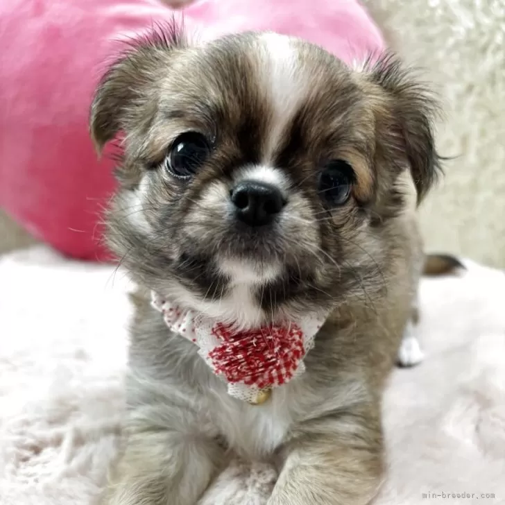S.N 様のお迎えした子犬