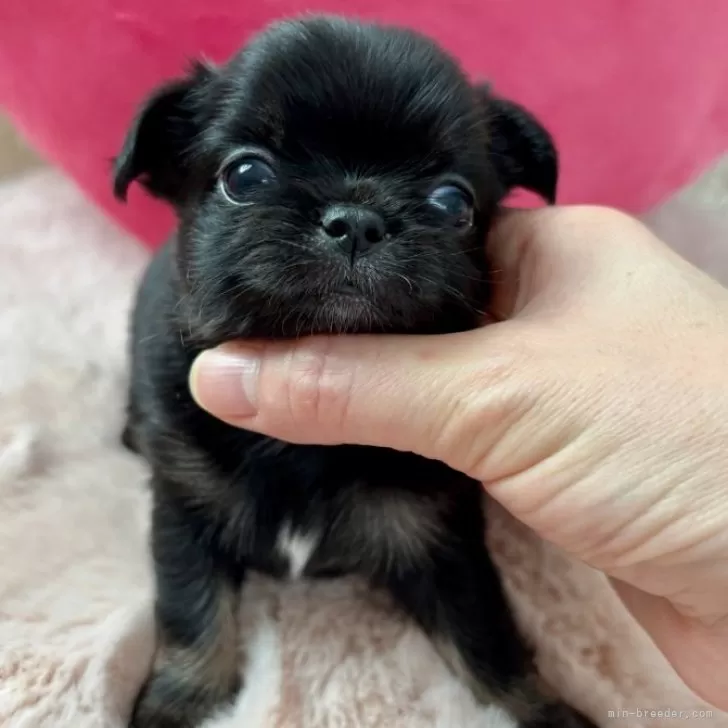 ID：2412-00742の子犬