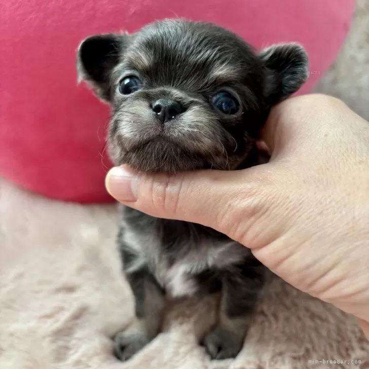 ID：2412-01435の子犬