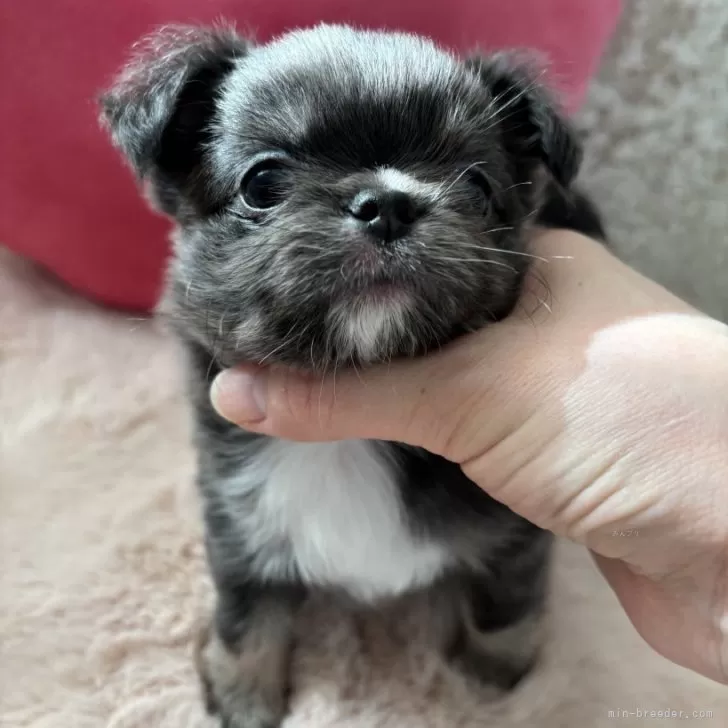 ID：2412-00082の子犬