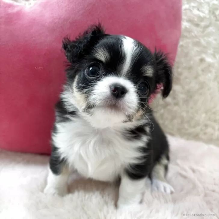 FHRIKI 様のお迎えした子犬