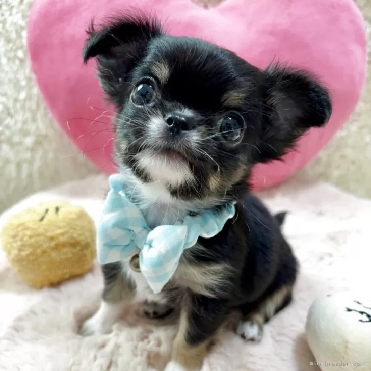 ID:2509-03056の子犬
