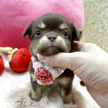 チワワ(ロング)【栃木県・女の子・2025年9月30日・チョコレートタン&ホワイト】の写真「ムチコロで可愛い女の子🥰✨
人気のカラー🤎」