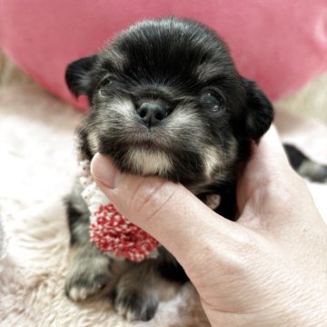 チワワ(ロング)【栃木県・女の子・2025年11月3日・ブラックタン&ホワイト】の写真「🌸鼻ぺちゃ3姉妹🌸
可愛い派手顔ちゃん💕」