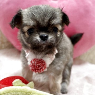 チワワ(ロング)【栃木県・女の子・2025年10月15日・フォーンホワイト】の写真「どこから見ても可愛い子💖
パーフェクト💕💕」