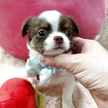 チワワ(ロング)【栃木県・男の子・2025年9月30日・ホワイト&チョコレートタン(パーティ)】の写真「性格抜群なイチオシくん💕
落ち着きのある子🥰」