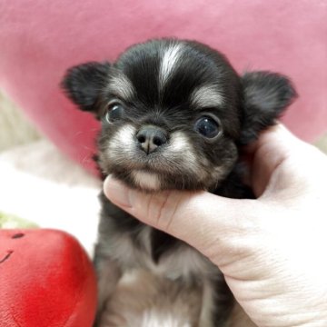 チワワ(ロング)【栃木県・男の子・2025年10月15日・ブラックタン&ホワイト】の写真「小ぶりで鼻ぺちゃ💖
激カワくん💕」