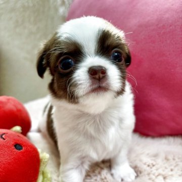 チワワ(ロング)【栃木県・男の子・2025年9月30日・ホワイト&チョコレートタン(パーティ)】の写真「可愛い模様の男の子💖
落ち着きのある子♪」