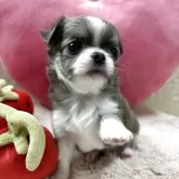 チワワ(ロング)