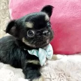 チワワ(ロング)