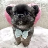 チワワ(ロング)