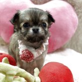 チワワ(ロング)