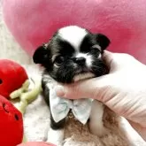 チワワ(ロング)【栃木県・男の子・2025年8月20日・レッド&ホワイト】の写真1「かなり可愛い💕」