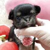 チワワ(ロング)