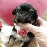 チワワ(ロング)