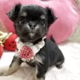 チワワ(ロング)