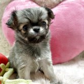 チワワ(ロング)