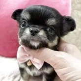 チワワ(ロング)