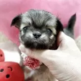 チワワ(ロング)