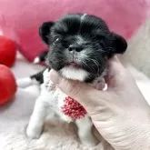 チワワ(ロング)