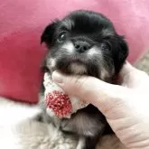 チワワ(ロング)