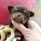 チワワ(ロング)