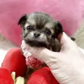 チワワ(ロング)