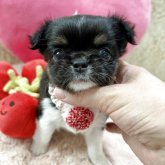 チワワ(ロング)