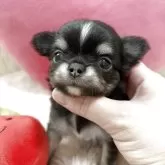 チワワ(ロング)【栃木県・男の子・2025年10月15日・ブラックタン&ホワイト】の写真1「まん丸な頭💕」