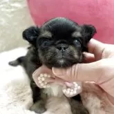 チワワ(ロング)