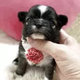 チワワ(ロング)
