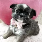 チワワ(ロング)