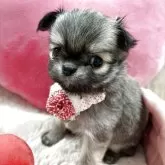 チワワ(ロング)