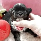 チワワ(ロング)