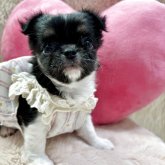 チワワ(ロング)