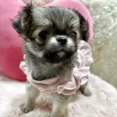 チワワ(ロング)