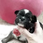 チワワ(ロング)