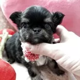 チワワ(ロング)