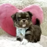 チワワ(ロング)