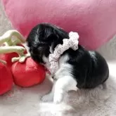 チワワ(ロング)【栃木県・女の子・2025年10月6日・ブラックタン&ホワイト】の写真3