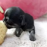 チワワ(ロング)【栃木県・男の子・2025年10月15日・ブラックタン&ホワイト】の写真4