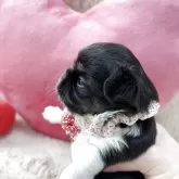 チワワ(ロング)【栃木県・女の子・2025年10月6日・ブラックタン&ホワイト】の写真4